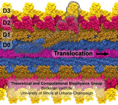 Translocating Flagellin in Flagellum.