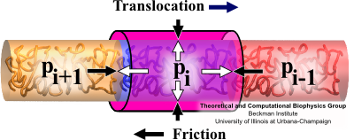 Forces on Translocating Flagellin