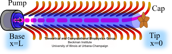 Self Assembly of Flagellum