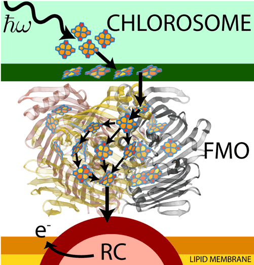 Light Harvesting in Green Sulphur Bacteria