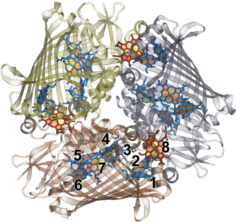 FMO Trimer from <i>Chlorobaculum tepidem</i>