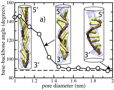 DNA permeates the
alpha-hemolysin channel