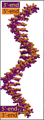 Alignment of two
  poly(dA<sub>20</sub>) strands