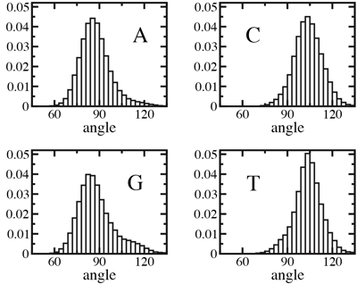 DNA permeates the alpha-hemolysin channel