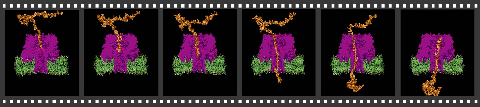 DNA translocation