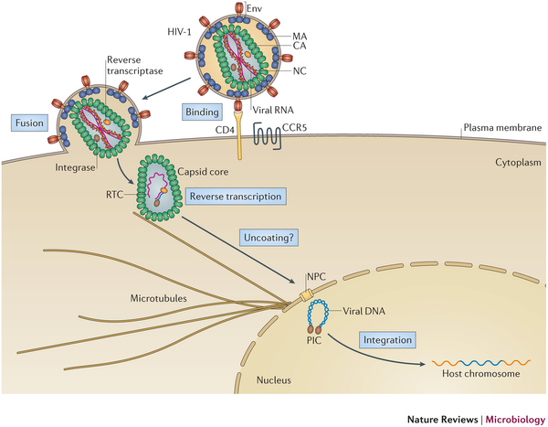 Infective cycle for HIV