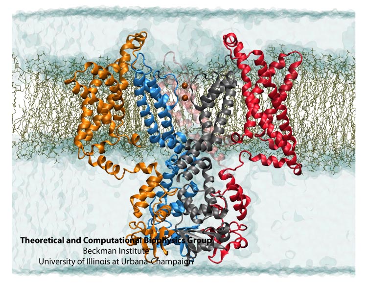 Kv1.2 embedded in a solvated lipid bilayer