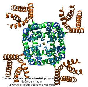 Structure of a voltage-gated K channel