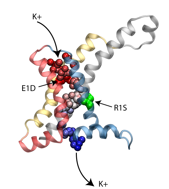 Permeation of potassium through VSD 