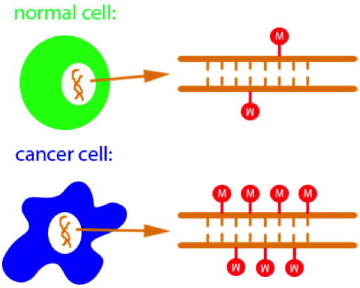 hypermethylation of CpGs leads to cancer