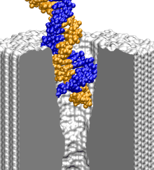 dsDNA in 2.0-nm-diameter pore