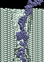 Electrophoresis of single stranded DNA