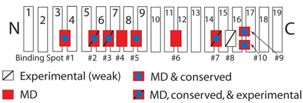 Importin-β schematic