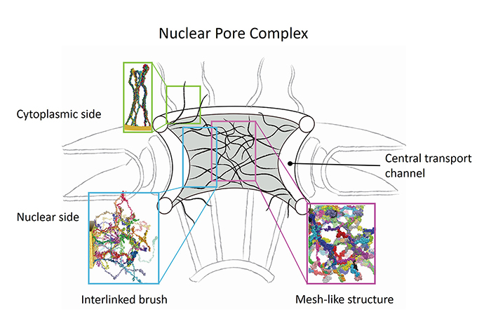The Nuclear Pore Complex