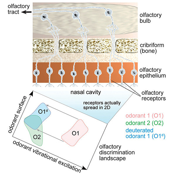 olfaction-descrimination-landscape.jpg