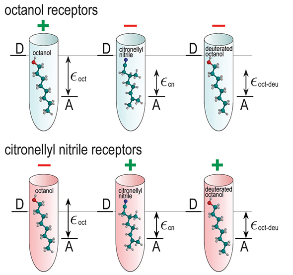 olfaction-deuteration-descrimination.jpg