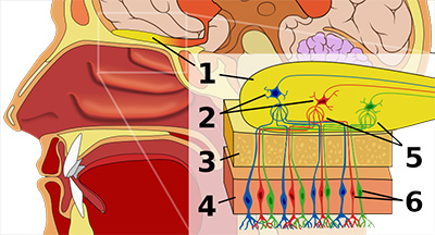 olfaction-intro.jpg