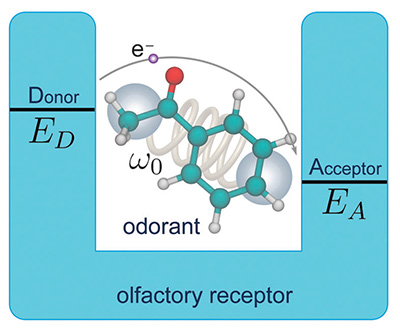 olfactory-receptor.jpg