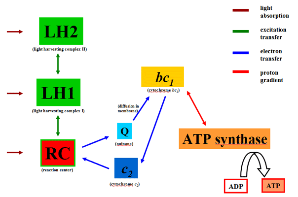 PSU schematic.