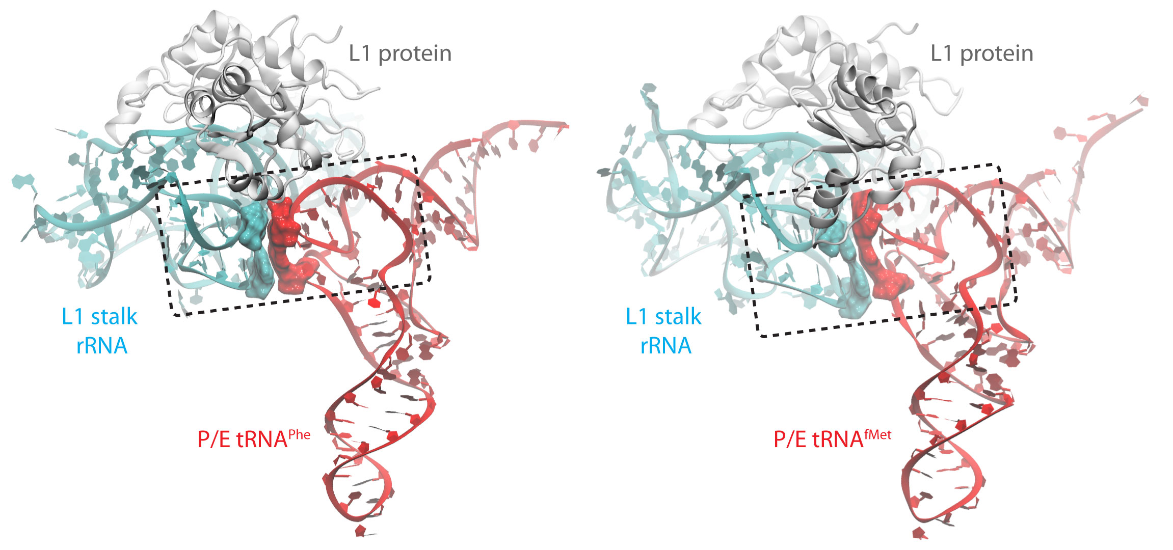 Recognition of TnaC by the ribosome