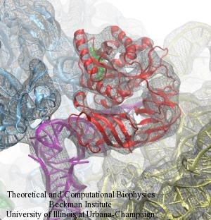 Detail of MDFF of EF-Tu bound to the ribosome