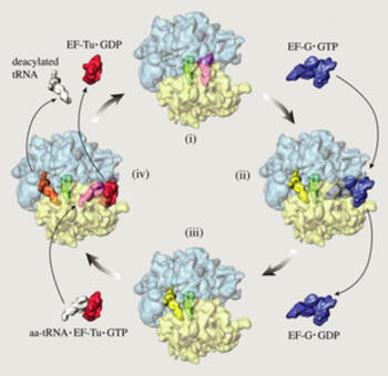 Elongation Cycle