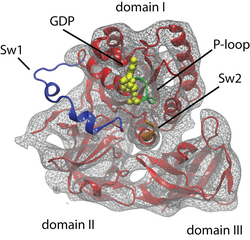 Atomic model of EF-Tu from cryo-EM