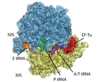 Atomic  structure fitted to an EM map of the ribosome