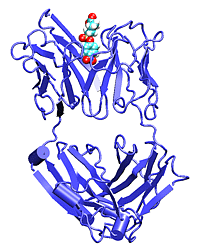 antibody-antigen