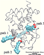 RAR Pathways