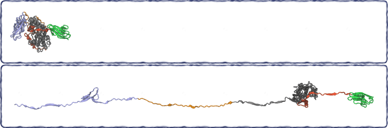 Initial and final states of FnIII-Kin-Ig pulling simulation