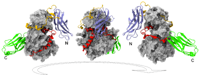 Twitchin kinase structure