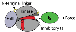 Autoinhibition of twitchin kinase
