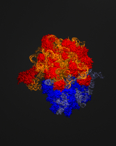 Ribosome test image created with VMD 1.8.6 and Gelato 2.1