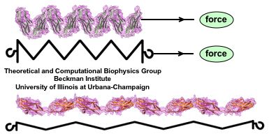 Titin Z1Z2-Telethonin Complex