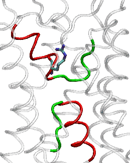 \begin{figure}\begin{center}
\par
\par
\latex{
\includegraphics[width=1.8 in]{pictures/reparginine}
}
\end{center}\vspace{-0.7cm}\end{figure}