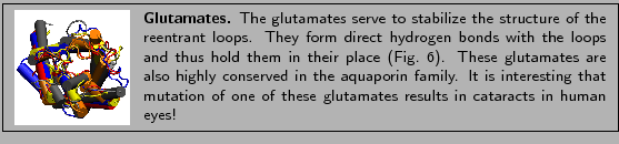 % latex2html id marker 1534
\fbox{
\begin{minipage}{.2\textwidth}
\includegra...
... one of these
glutamates results in cataracts in human eyes!}
\end{minipage} }