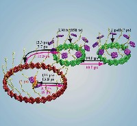 Light Harvesting Apparatus of Purple Bacteria