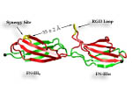 Stretching Fibronectin Modules