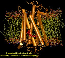 Rhodopsin in Membrane