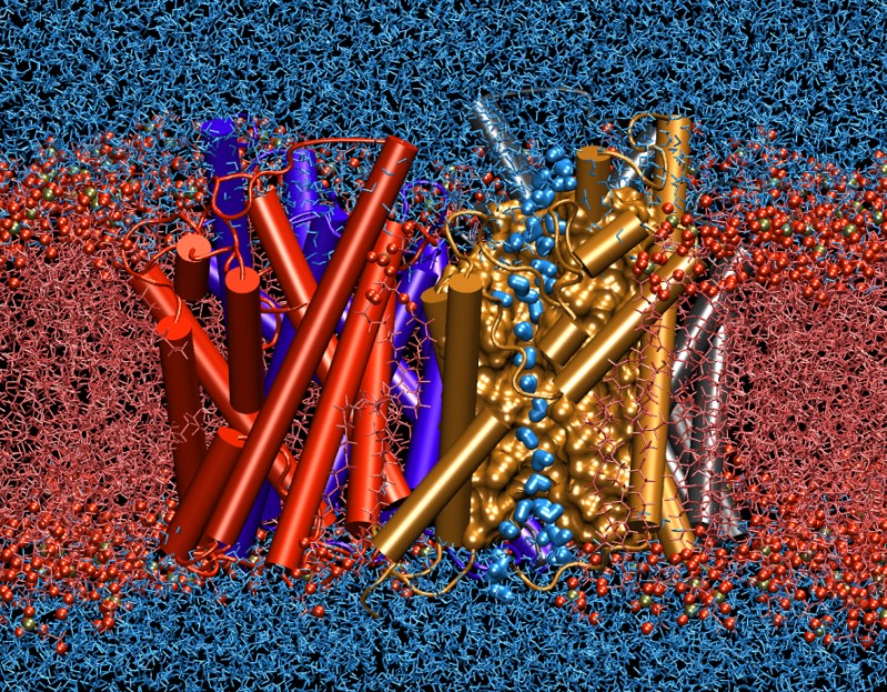 Water permeation through aquaporins