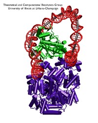 Lac repressor and DNA