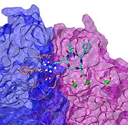 Integrin-RGD binding under force