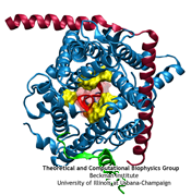 SecY shown with a small polypeptide passing through its pore ring.