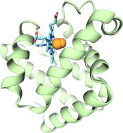 myoglobin