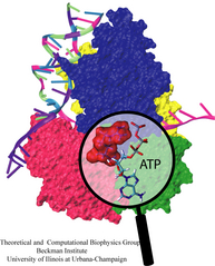 Molecular Motor Scooting along DNA