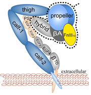 integrin and fibronectin complex