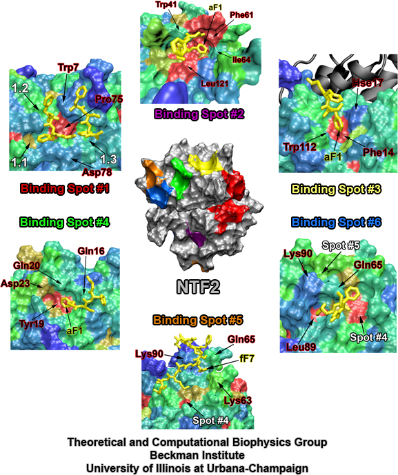 NTF2 FG-repeat binding