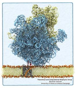 ribosome-SecY