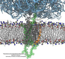 inserting transmembrane helix